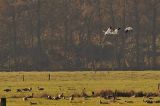 20181118_Ross Ganzen_Roderwolde_02